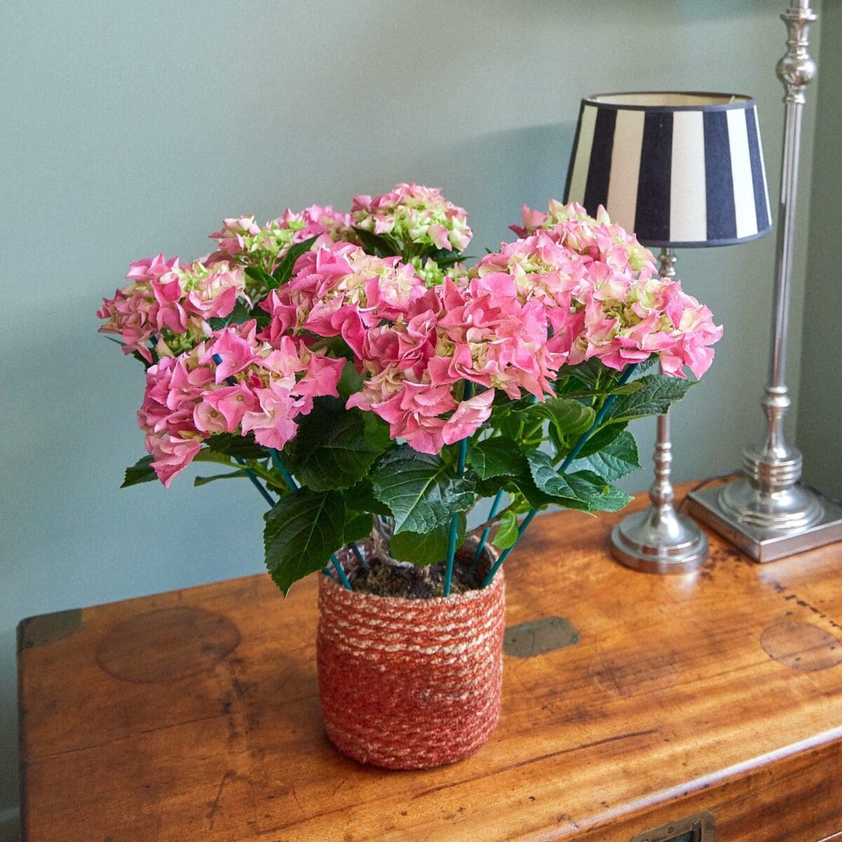 Pink hydrangea plant