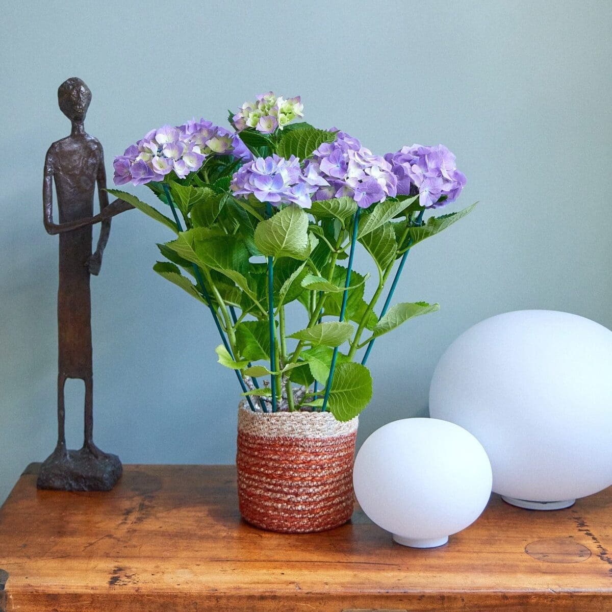 Purple hydrangea plant