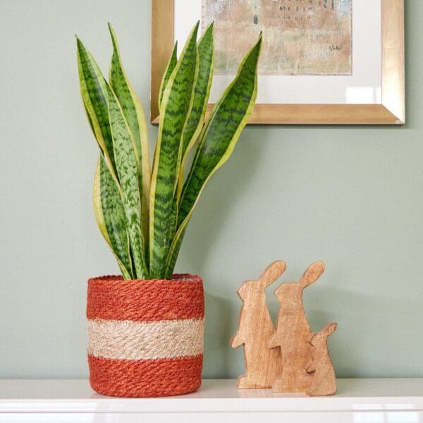 Sansevieria plant