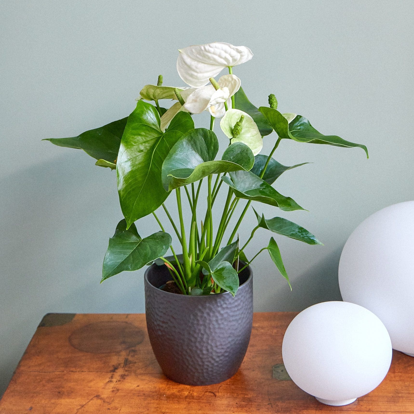 Plant White anthurium