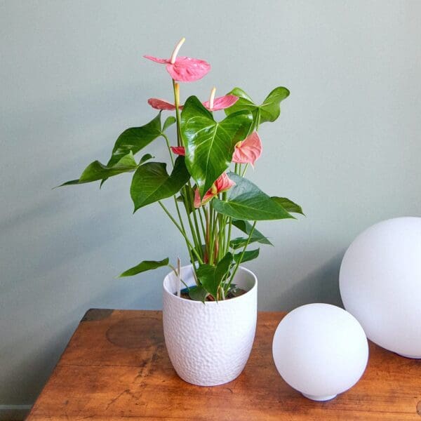Pink Anthurium plant