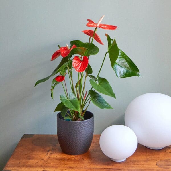 Plant Red Anthurium