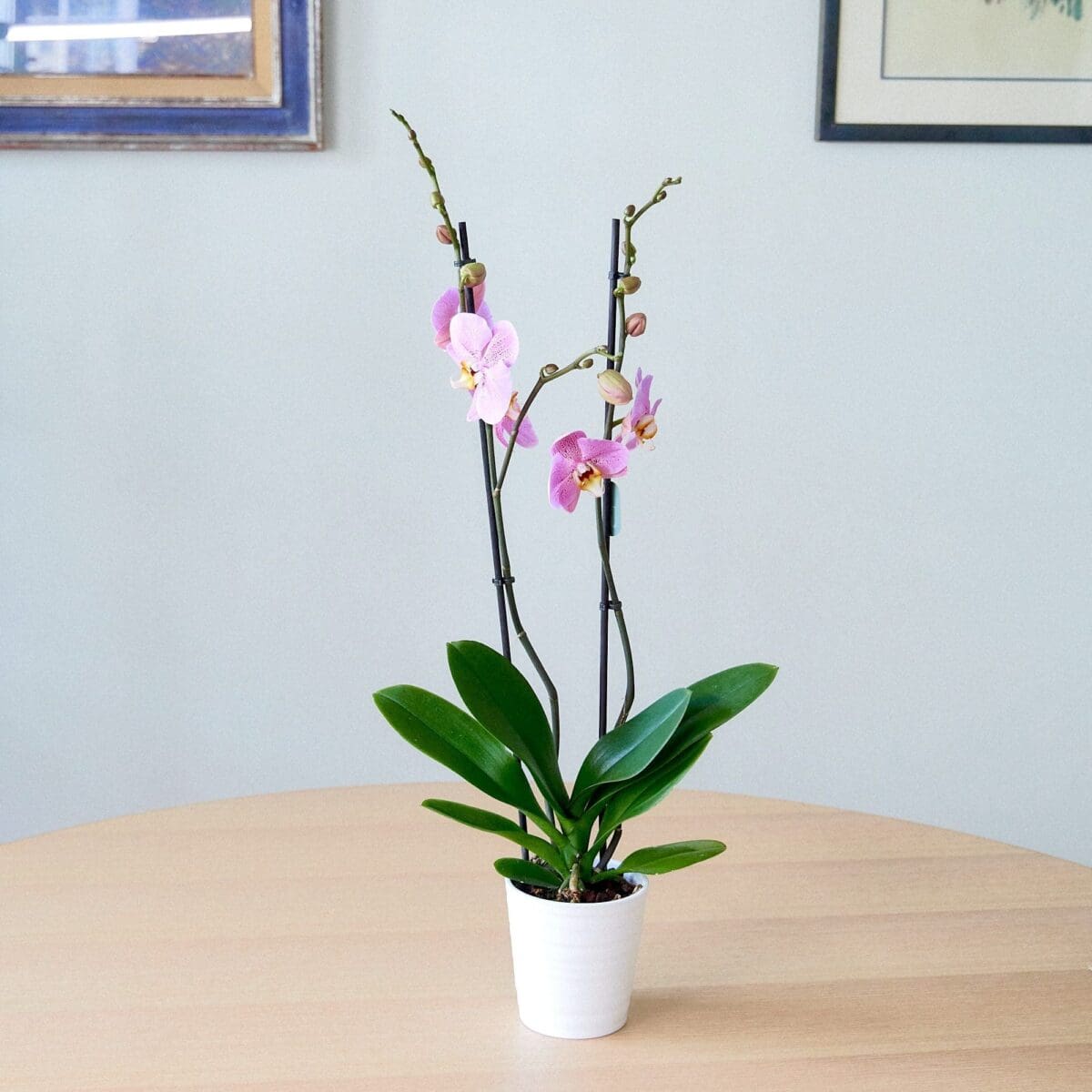 Orchid plant Phalaenopsis rose - Image 2
