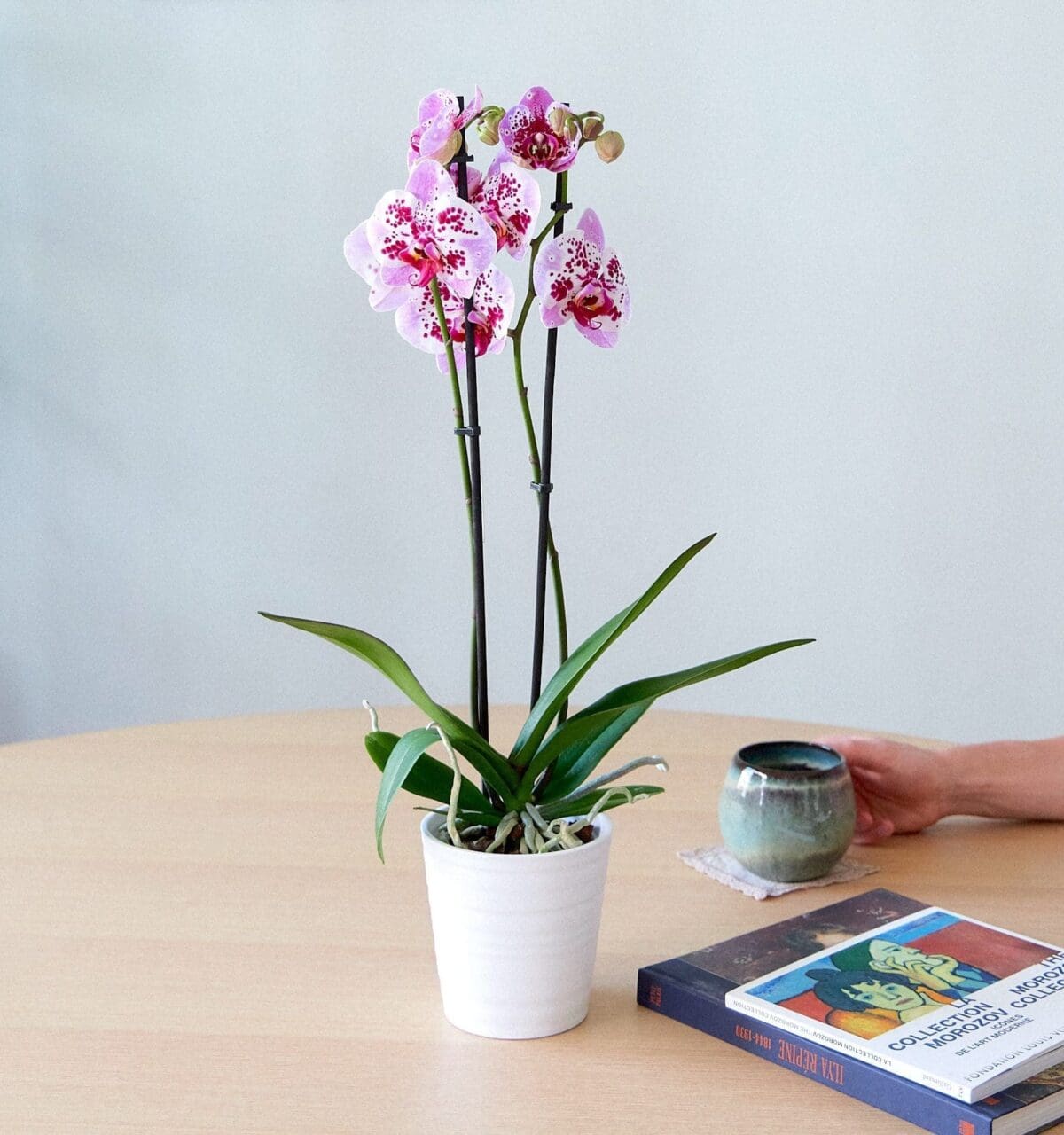 Orchid plant Phalaenopsis spotted pink