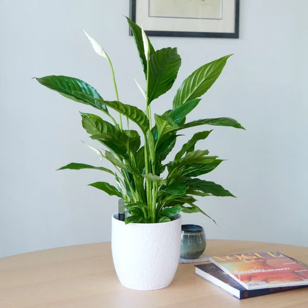 Spathiphyllum plant