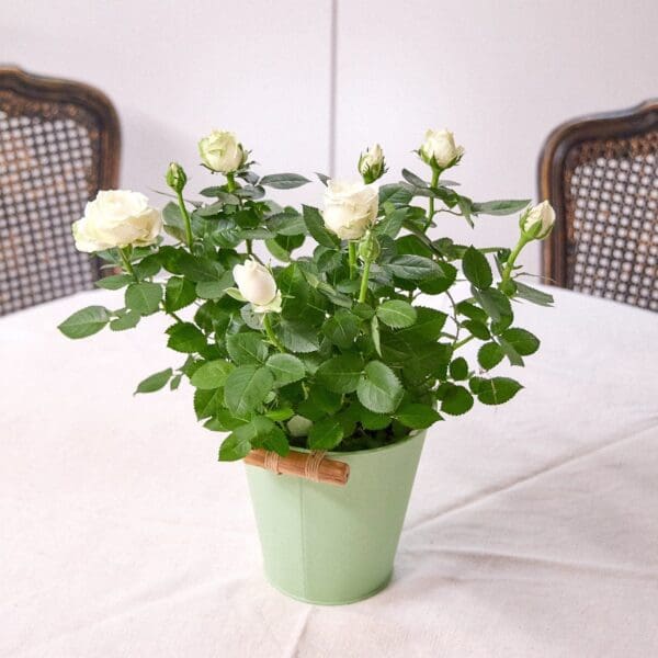 White rose plant
