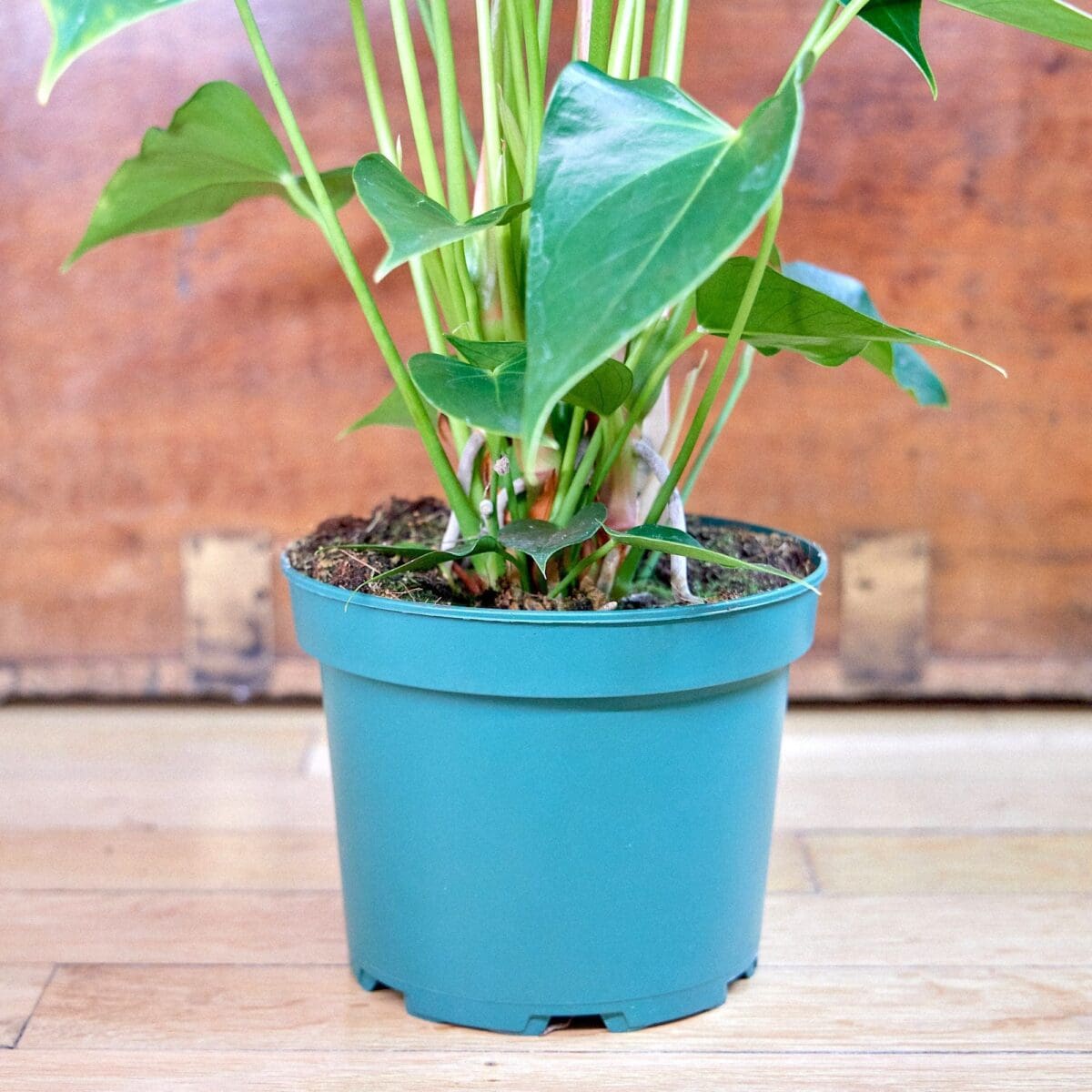 Pink Anthurium plant - Image 6