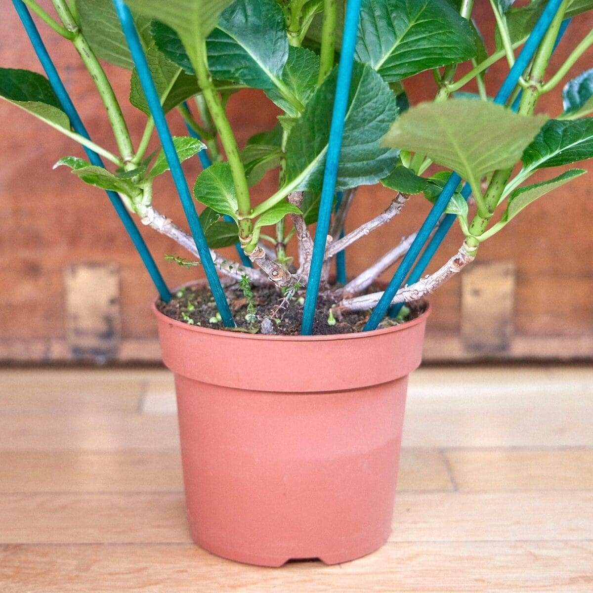 Pink hydrangea plant - Image 7