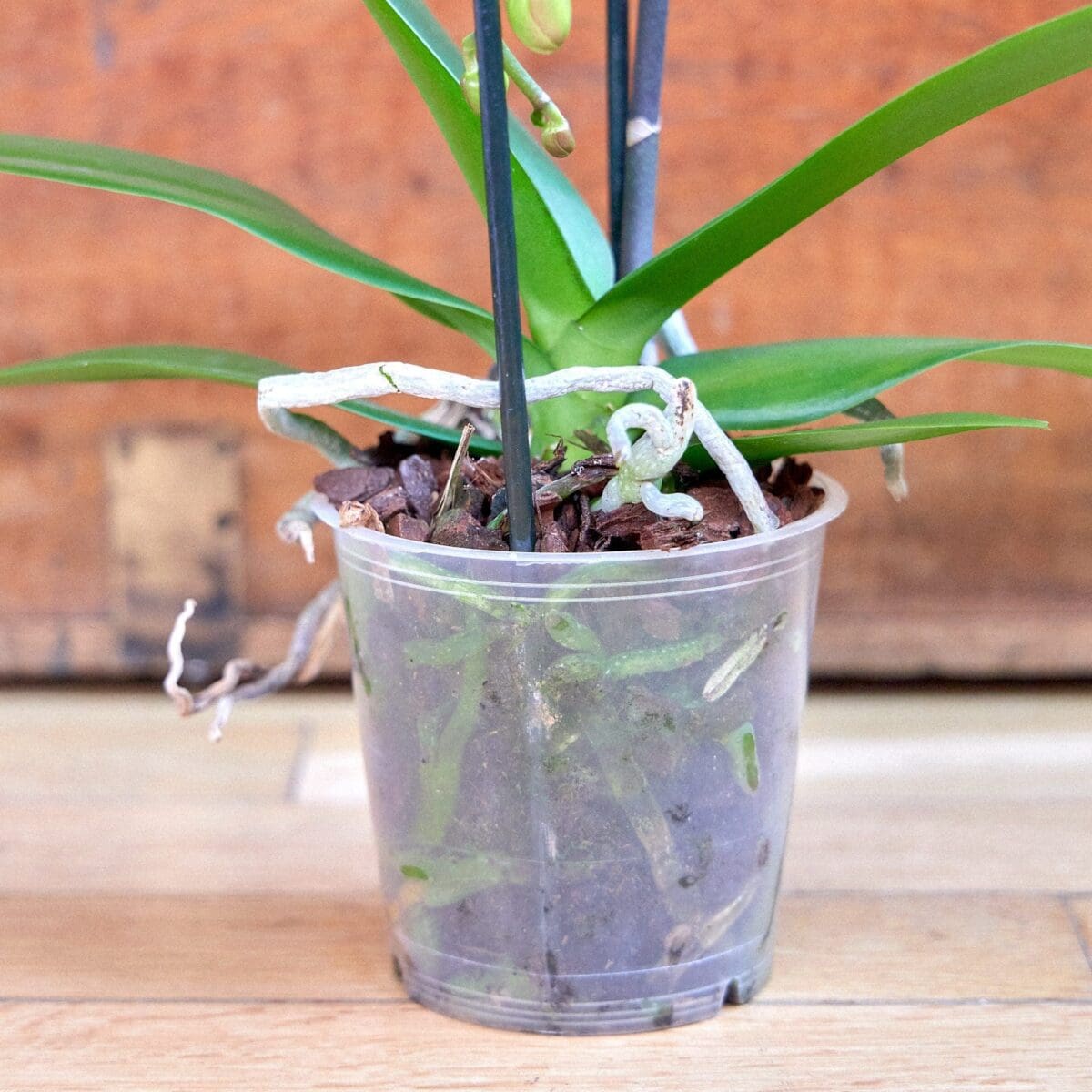 Plant Orchid Phalaenopsis white waterfall - Image 7