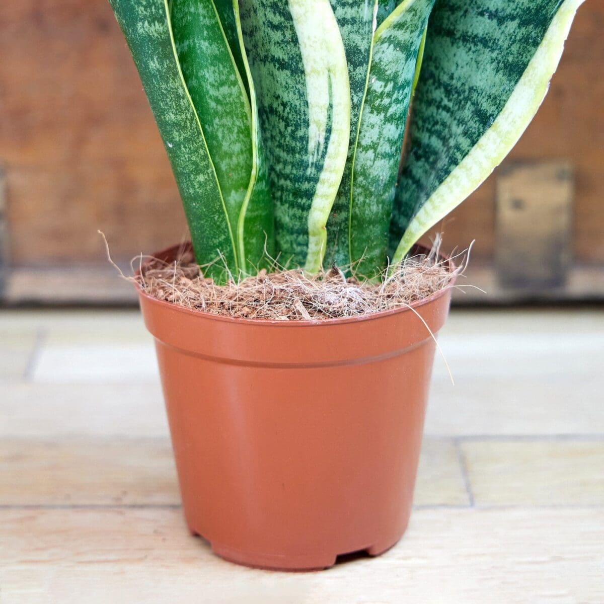 Sansevieria plant - Image 7