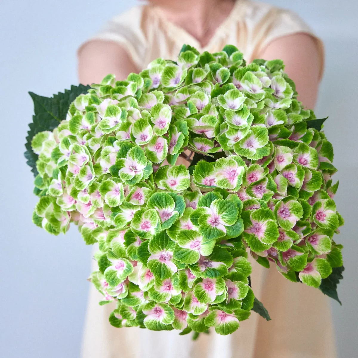 Bunch of green hydrangeas - Image 3