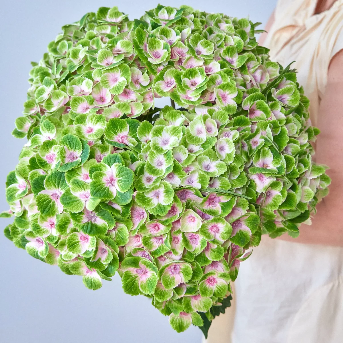 Bunch of green hydrangeas - Image 4