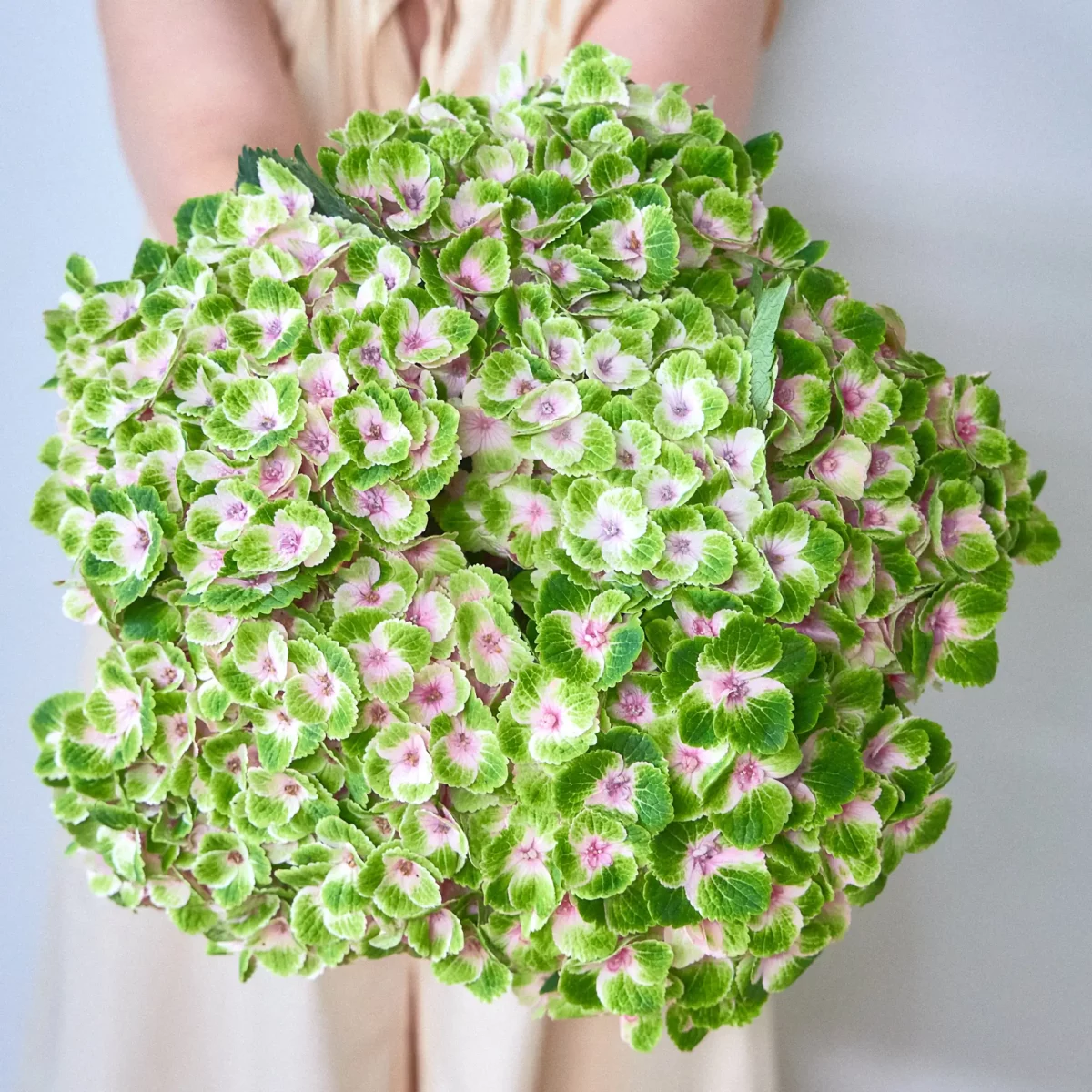 Bunch of green hydrangeas - Image 2