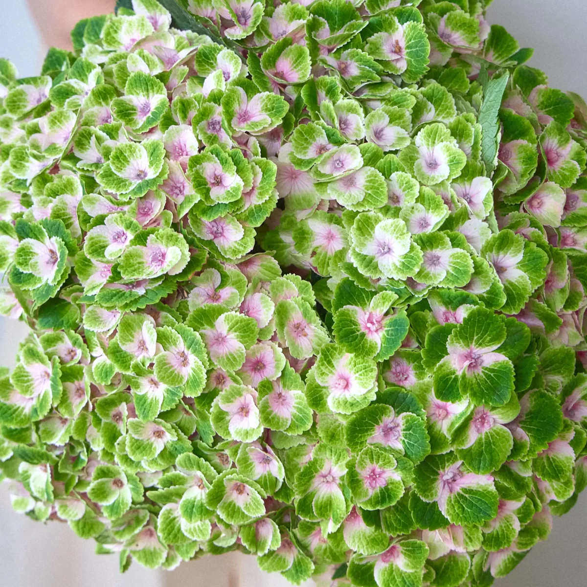 Bunch of green hydrangeas - Image 5