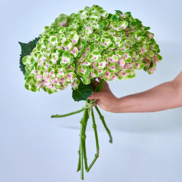 Bunch of green hydrangeas