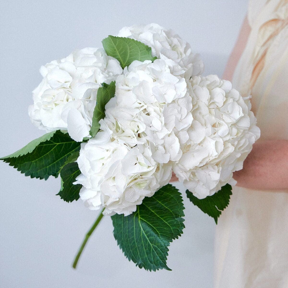 Botte d'Hortensias blancs – Image 8