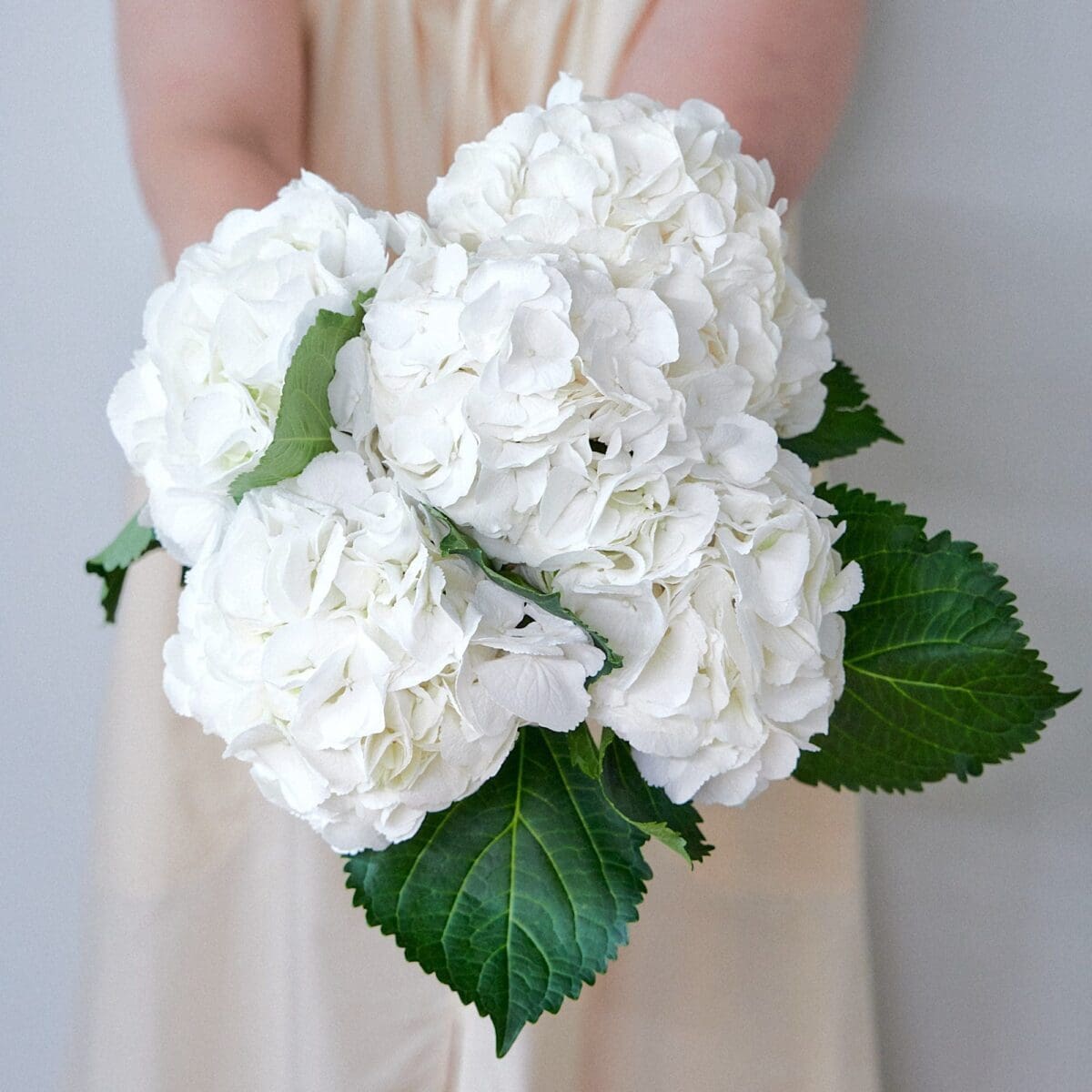 Botte d'Hortensias blancs – Image 7