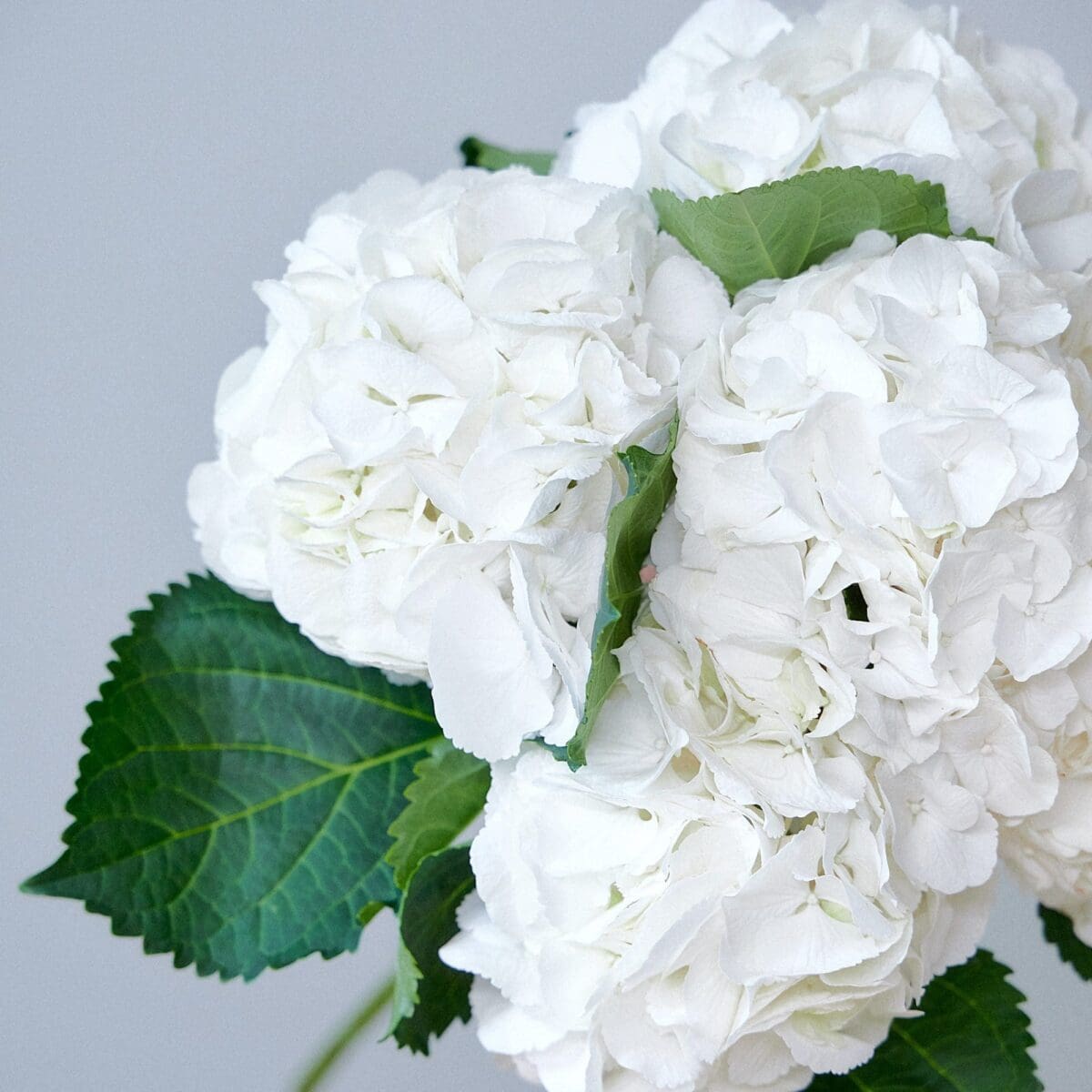 Botte d'Hortensias blancs – Image 6