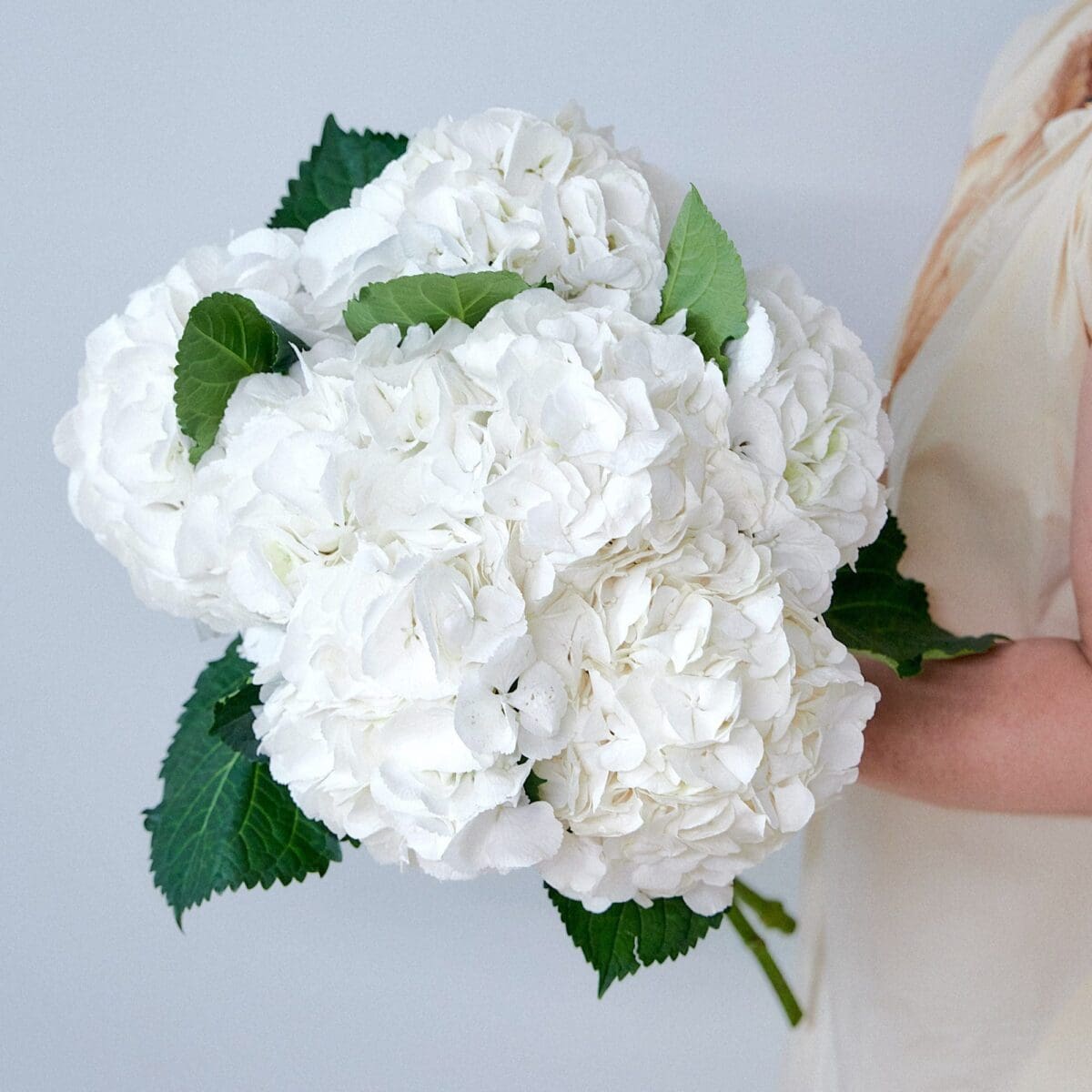Botte d'Hortensias blancs – Image 2