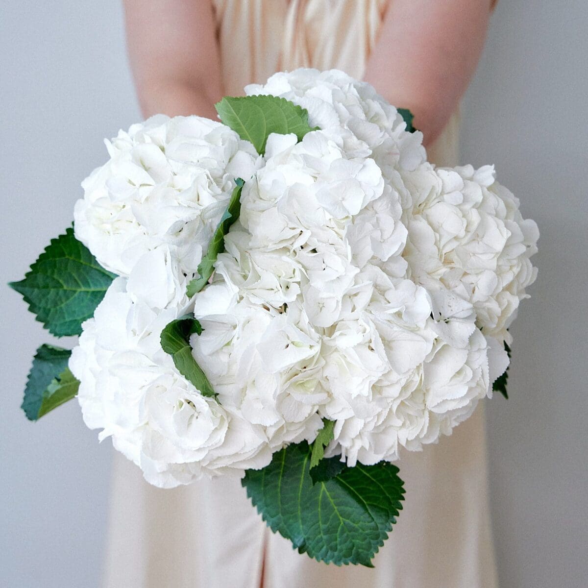 Botte d'Hortensias blancs – Image 3