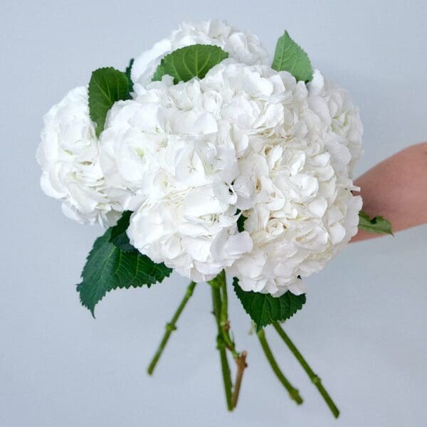 Bunch of white hydrangeas