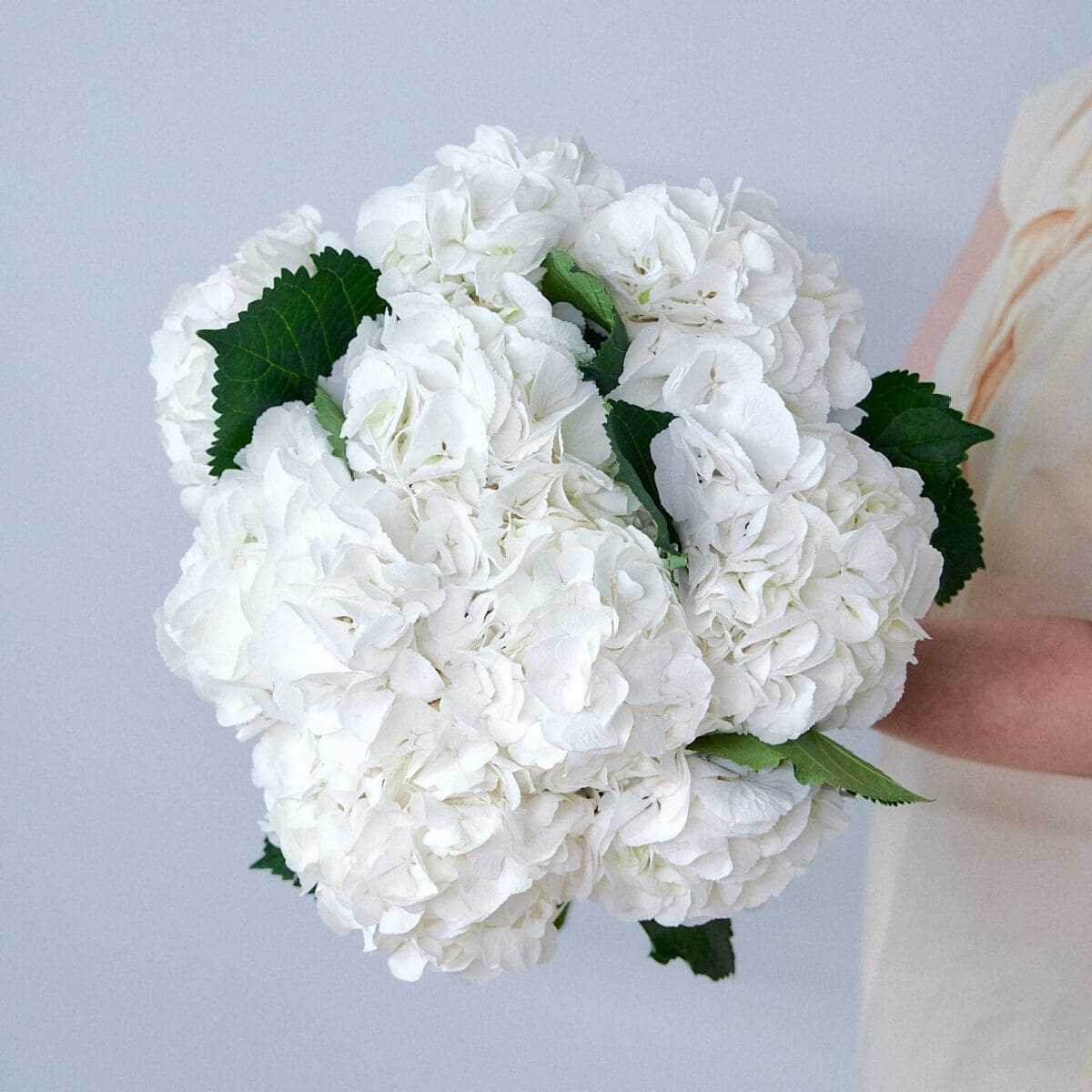 Botte d'Hortensias blancs – Image 4