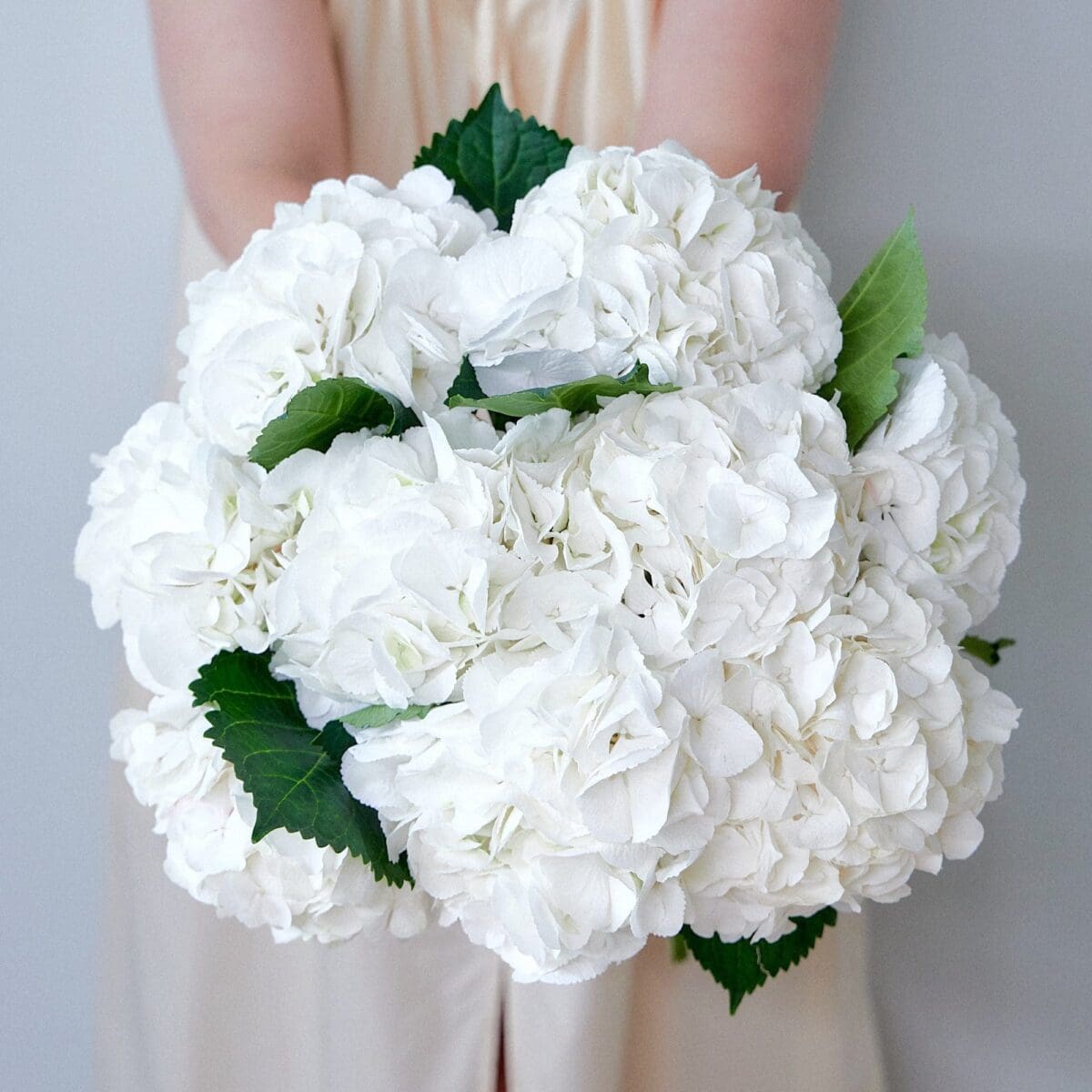 Botte d'Hortensias blancs – Image 5