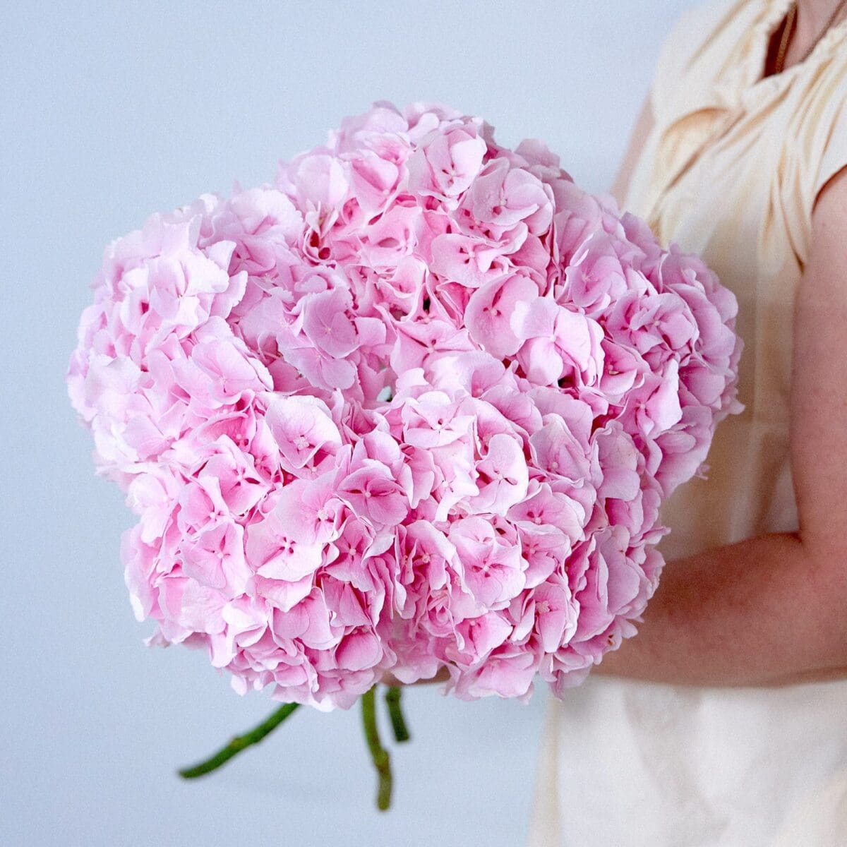 Botte d'Hortensias roses – Image 6