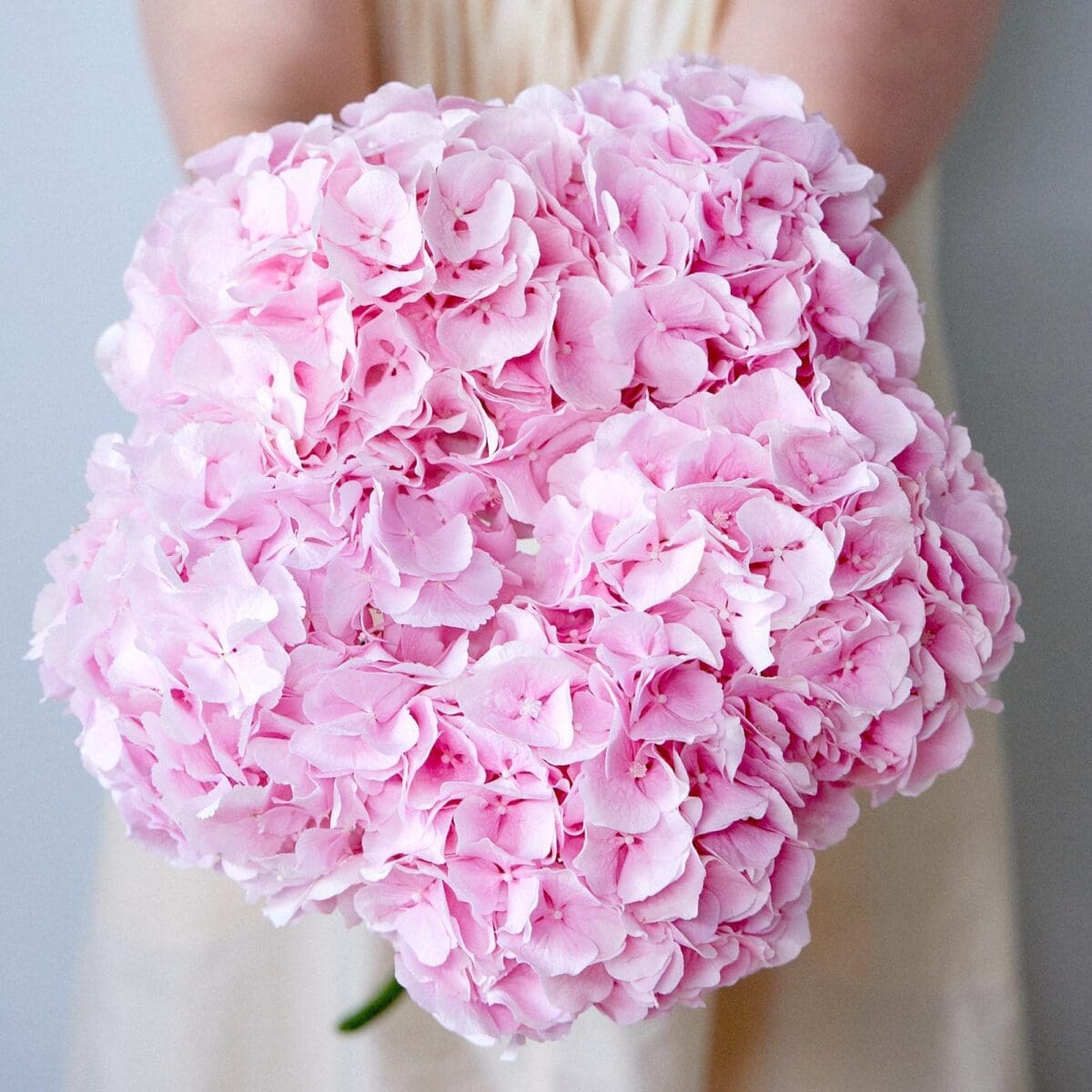 Botte d'Hortensias roses – Image 7