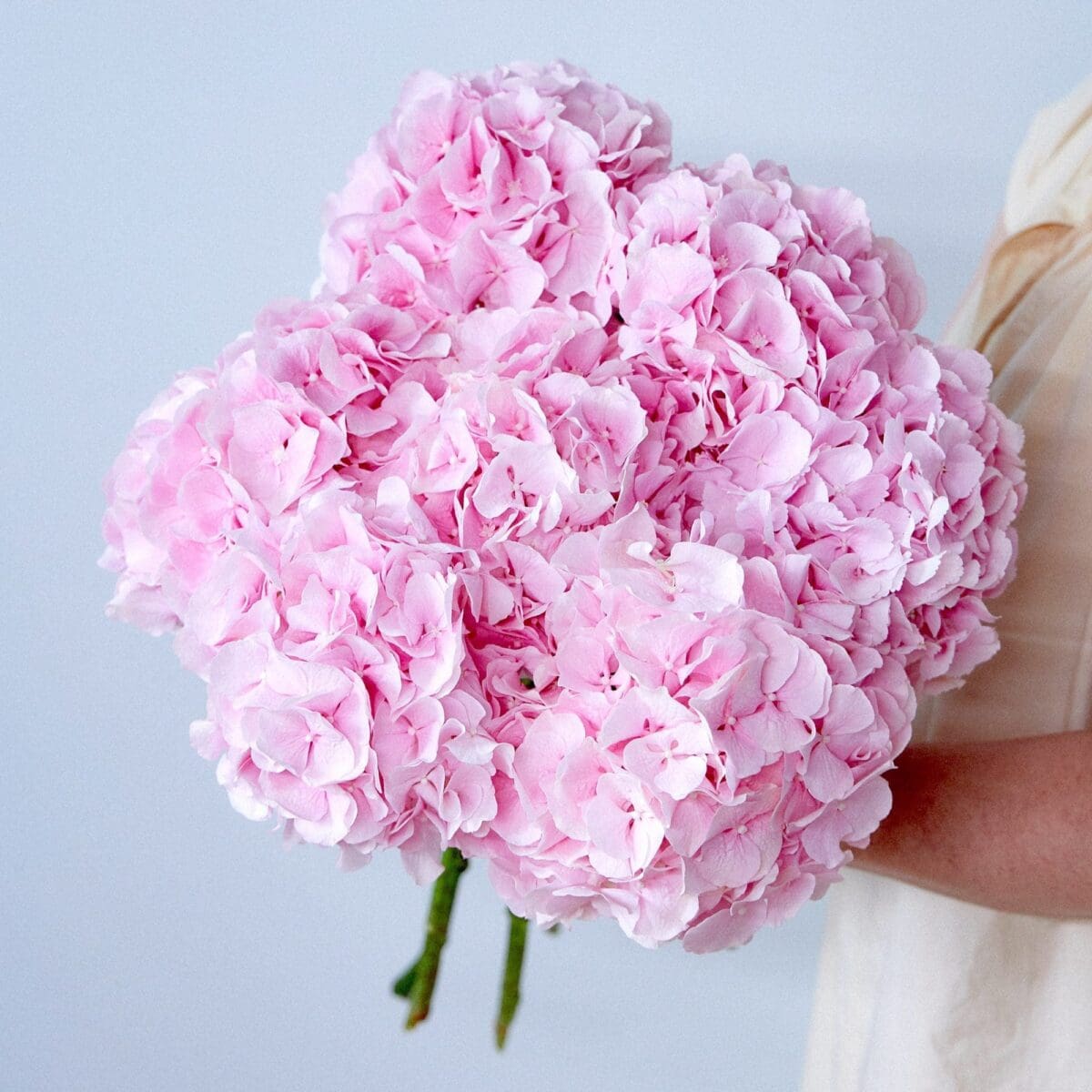 Botte d'Hortensias roses – Image 2