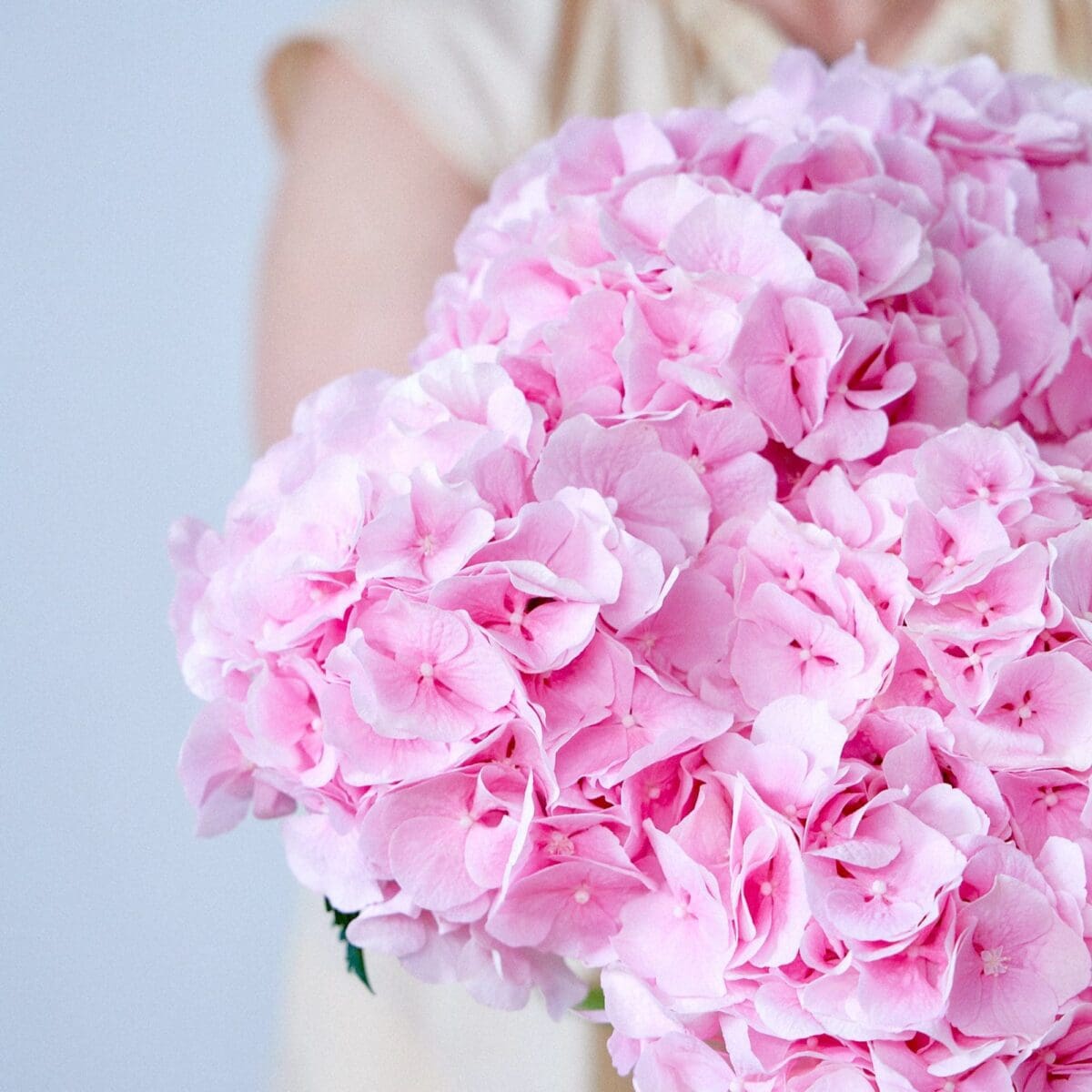 Botte d'Hortensias roses – Image 8