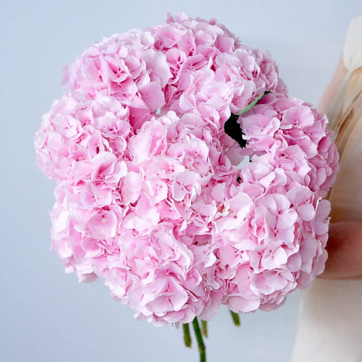 Botte d'Hortensias roses – Image 4