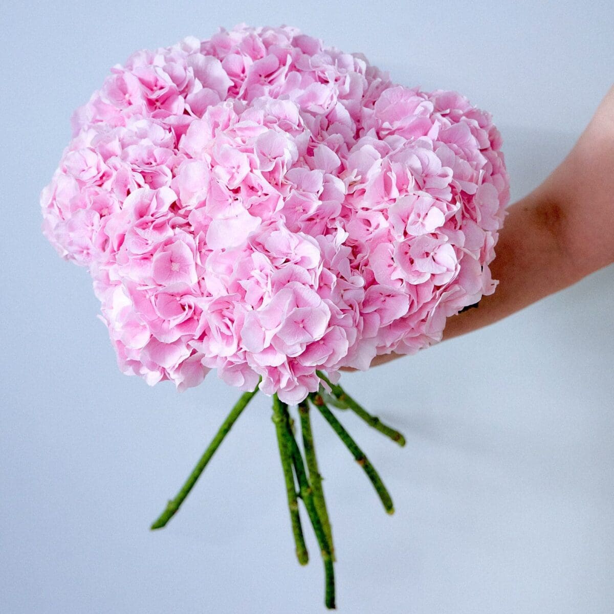 Botte d'Hortensias roses