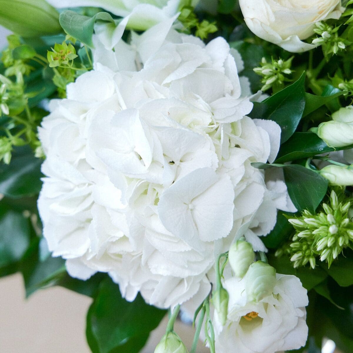 Harmonie Pure – Image 6