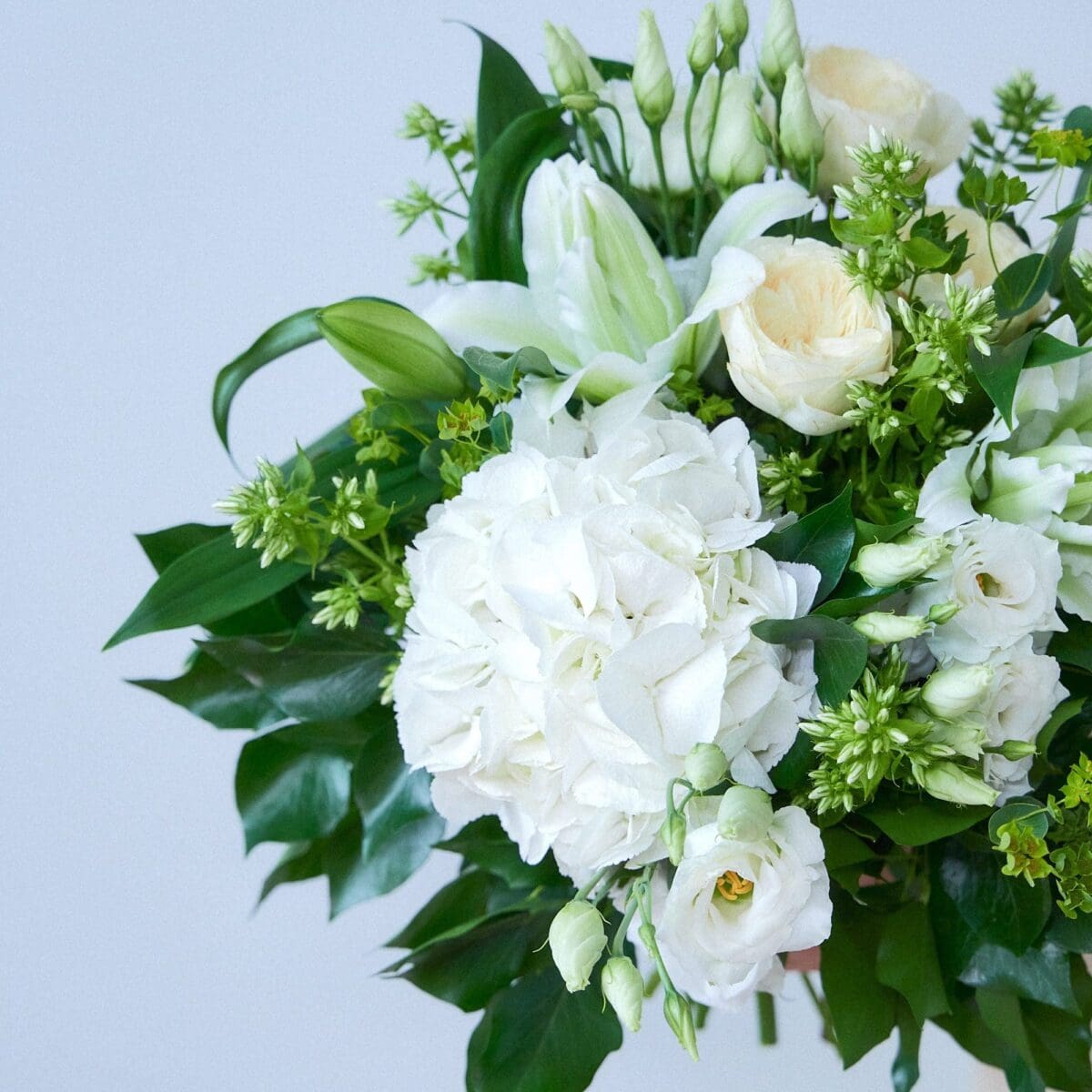 Harmonie Pure – Image 4