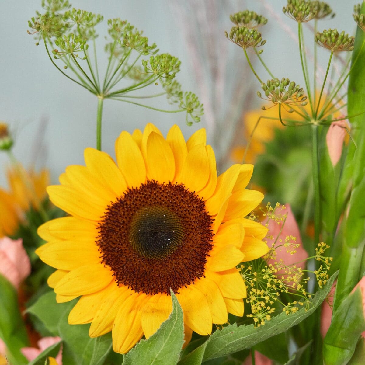 Champ de Tournesols – Image 5