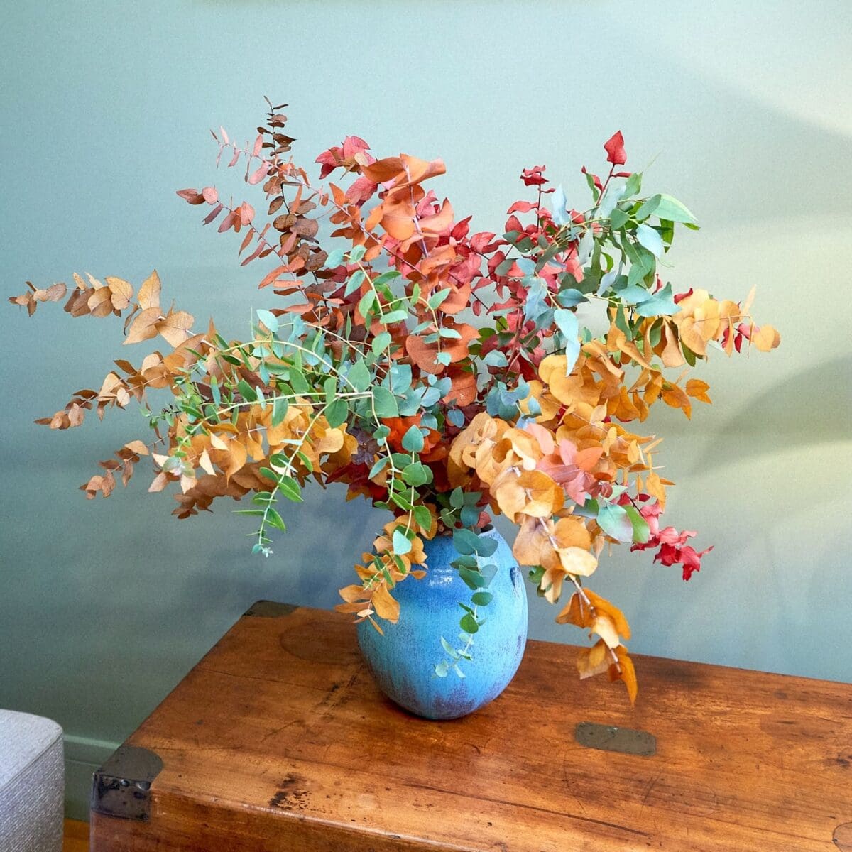 Bunch of various Eucalyptus trees - Image 2