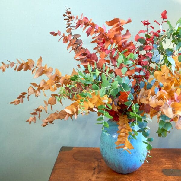 Bunch of various Eucalyptus trees