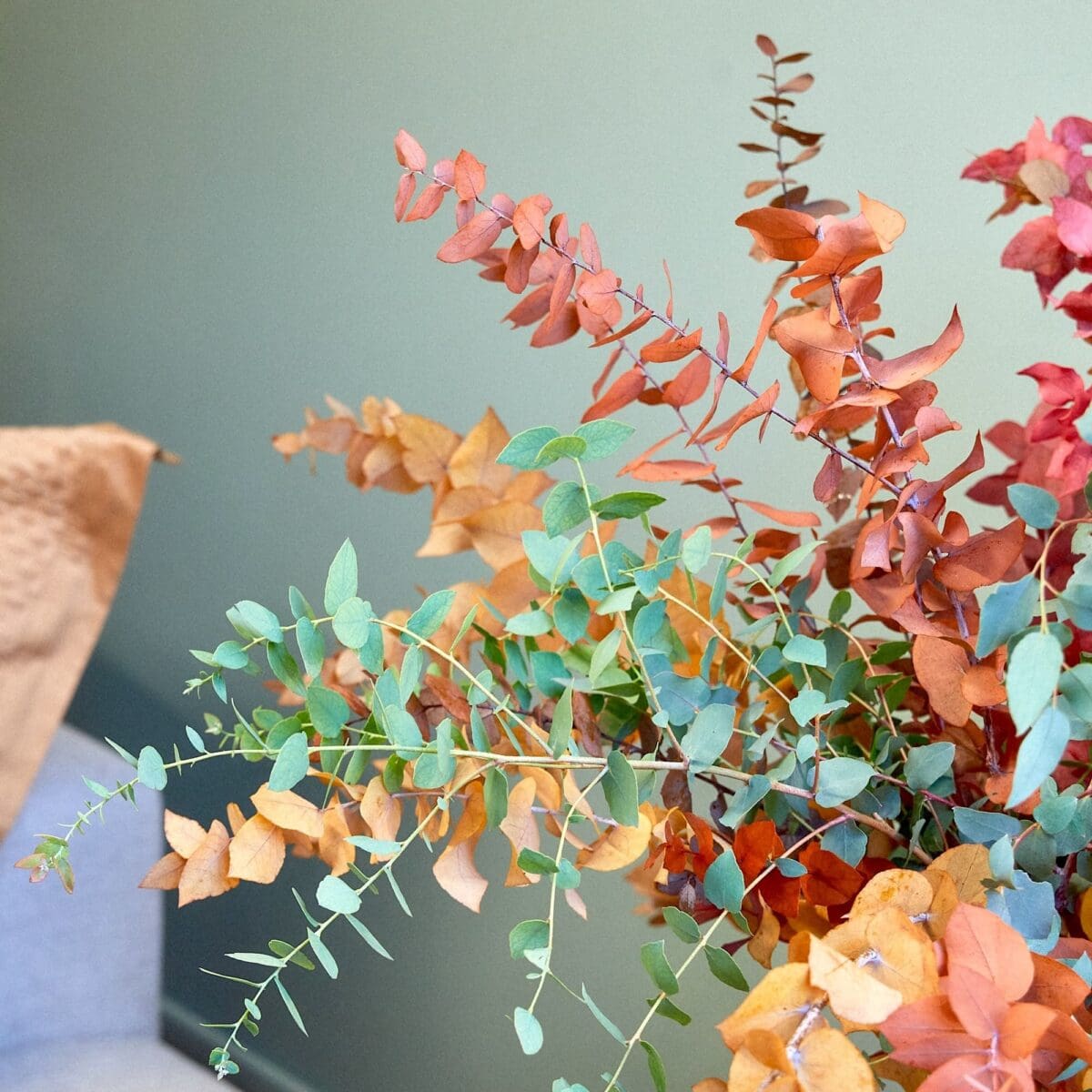 Bunch of various Eucalyptus trees - Image 3