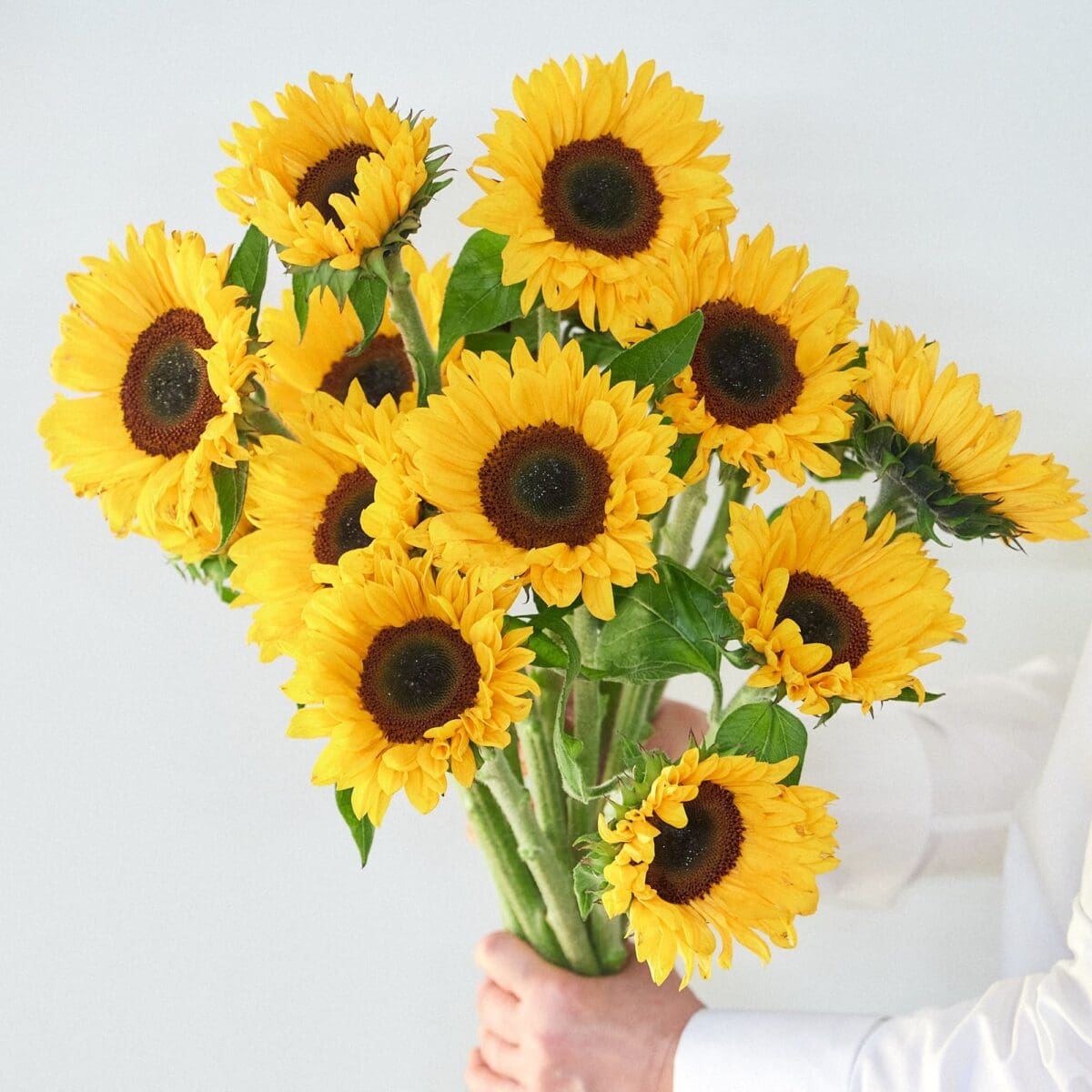 Bunch of Sunflowers - Image 3