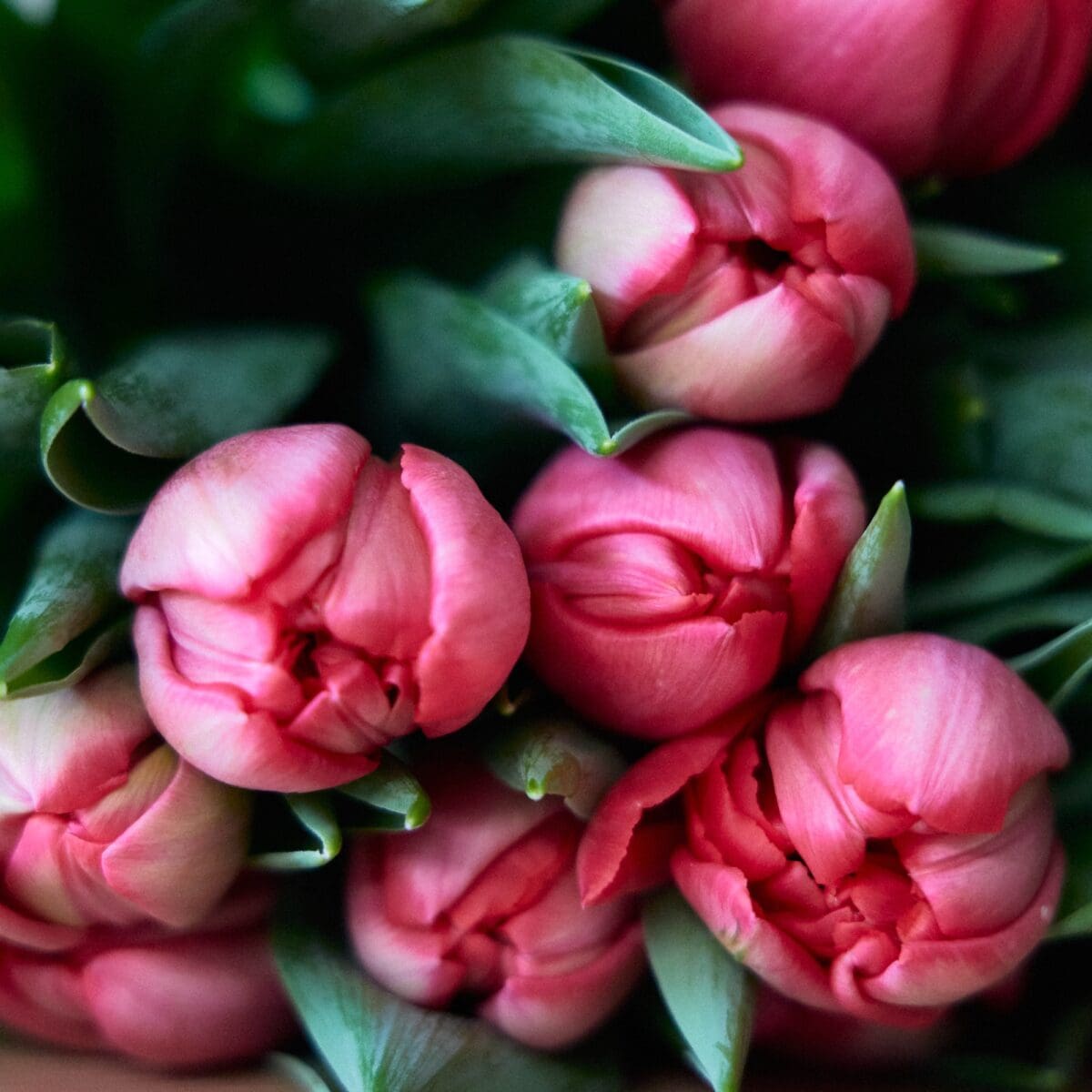 Bunch of red tulips - Image 7
