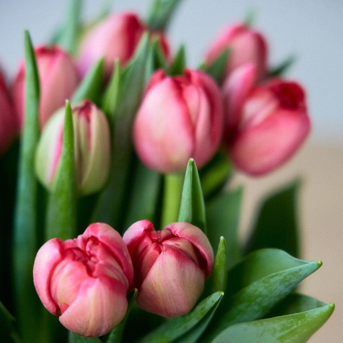 Bunch of red tulips - Image 6
