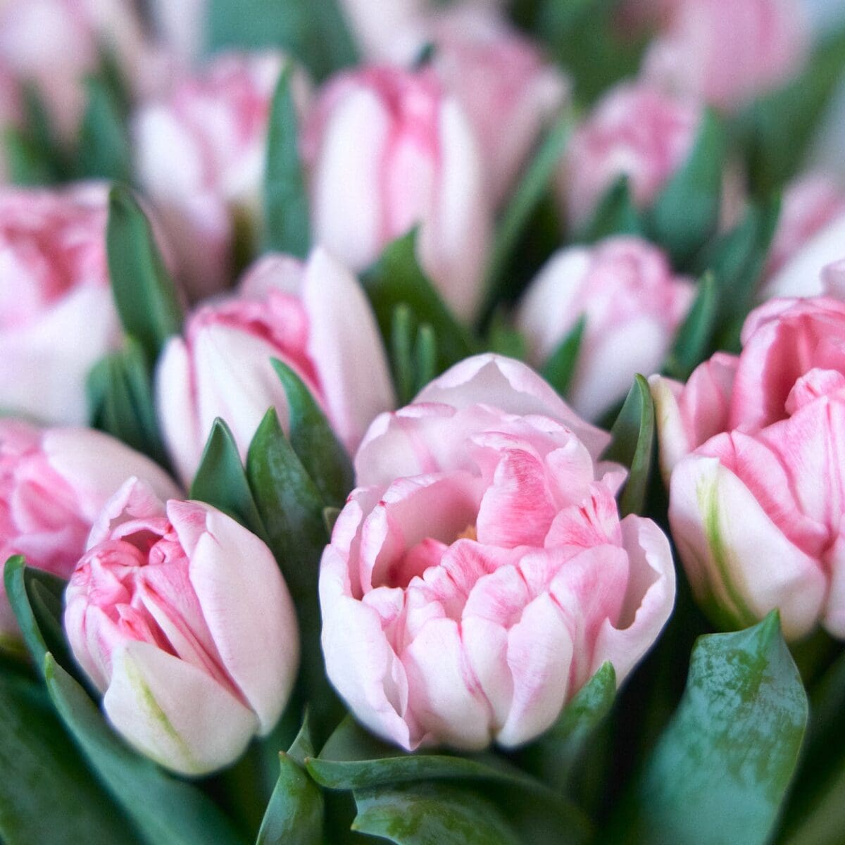 Botte de Tulipes roses – Image 5