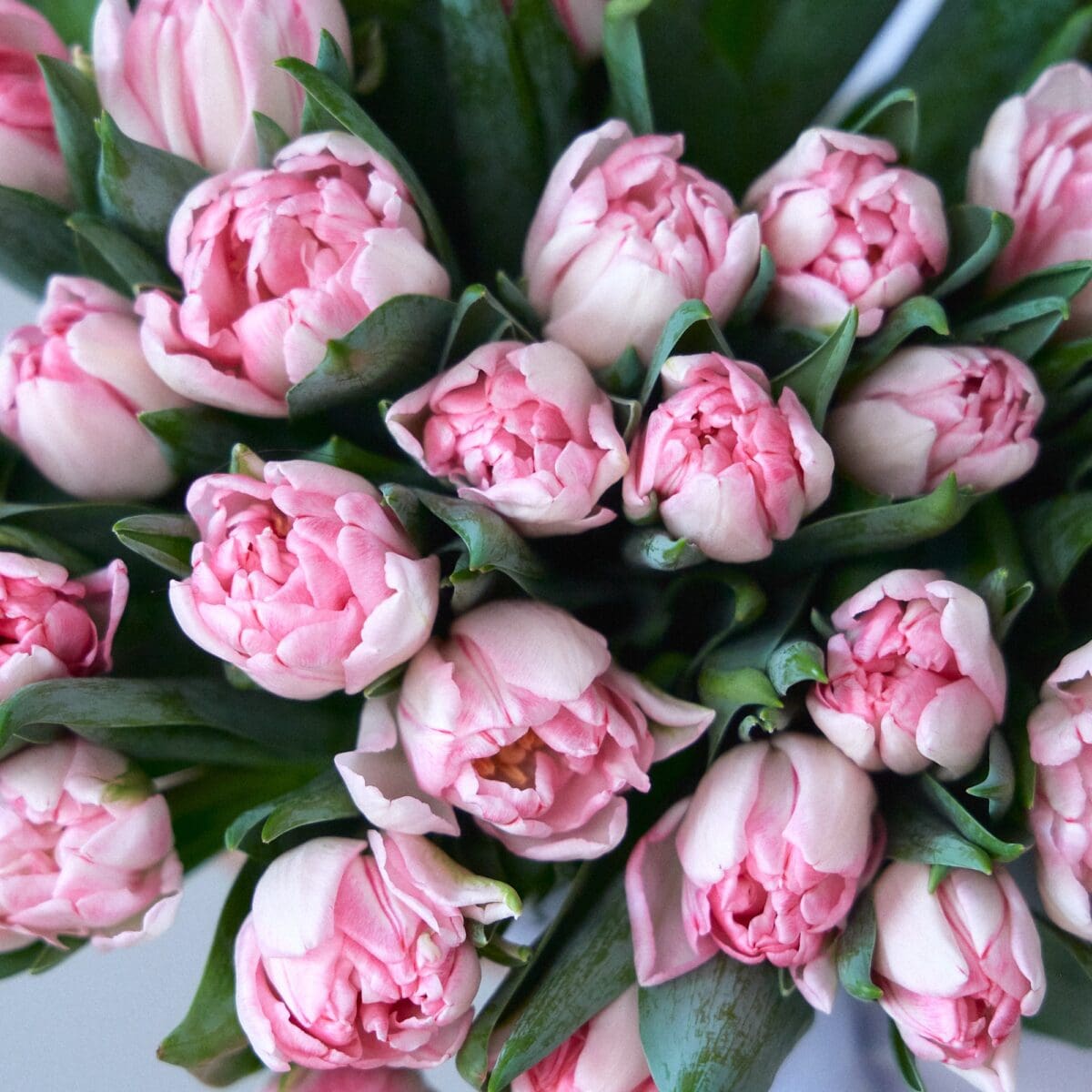 Botte de Tulipes roses – Image 4