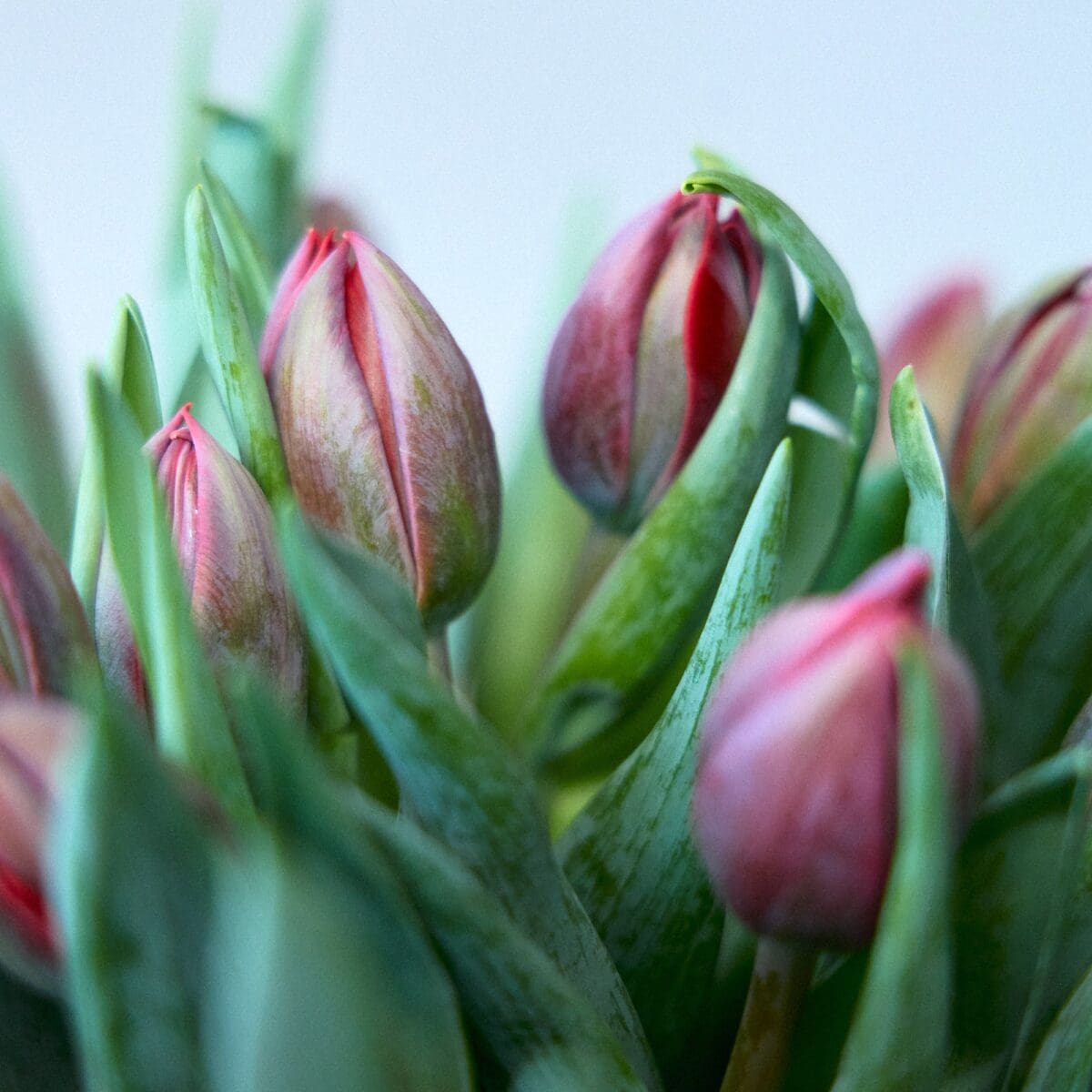 Botte de Tulipes bordeaux – Image 5