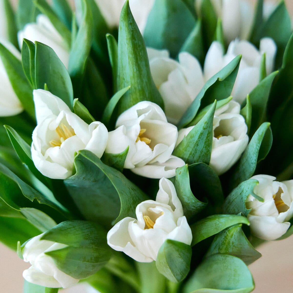 Botte de Tulipes blanches – Image 4
