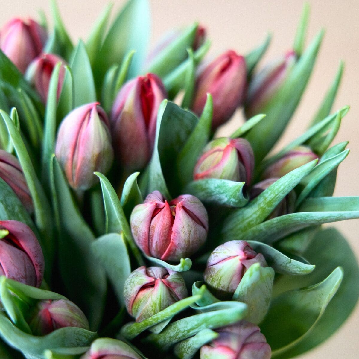 Botte de Tulipes bordeaux – Image 4