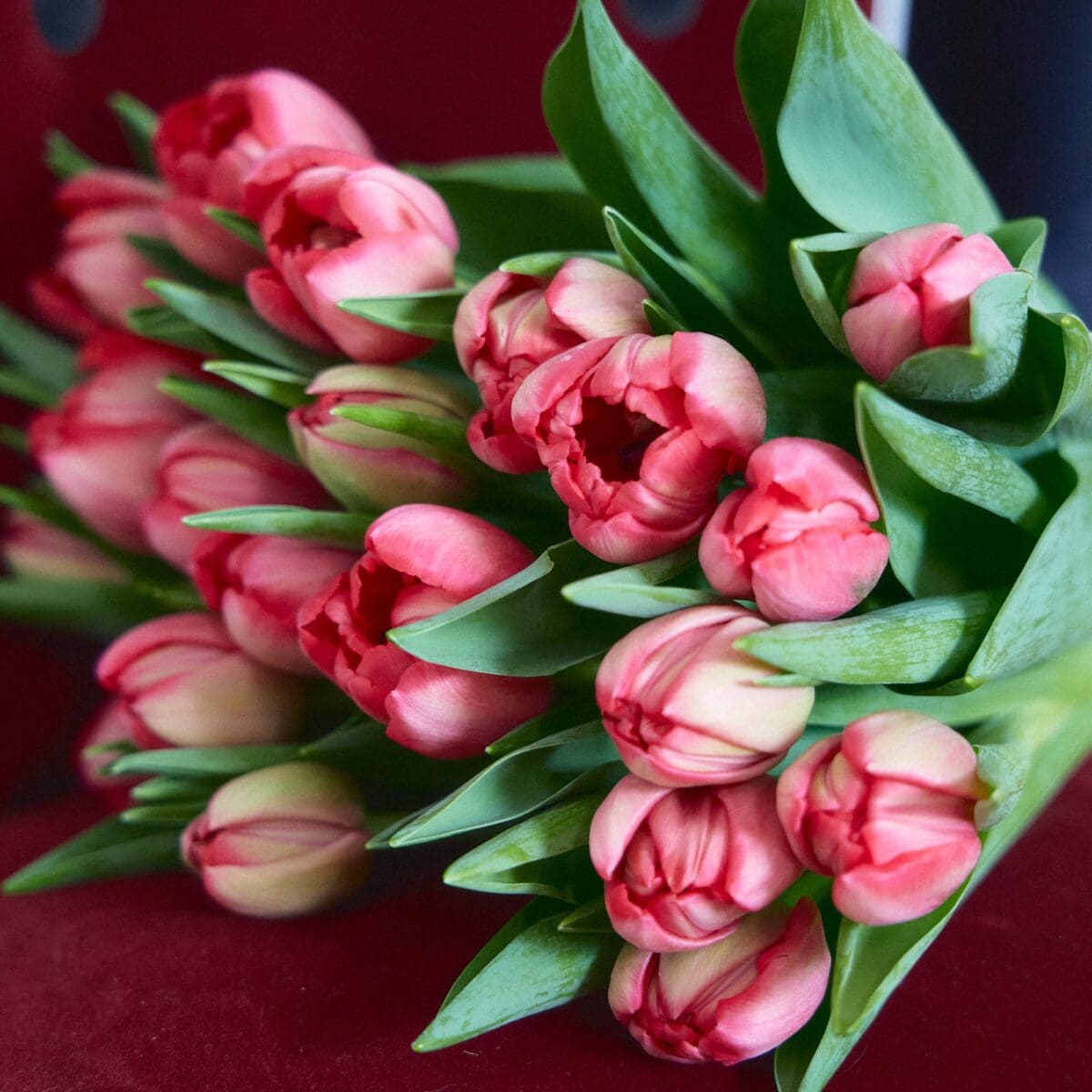 Bunch of red tulips - Image 5