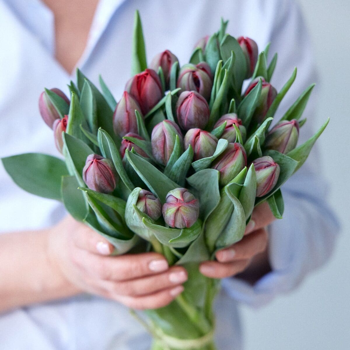 Botte de Tulipes bordeaux