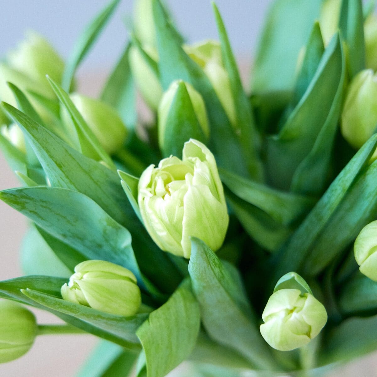 Botte de Tulipes jaunes – Image 5